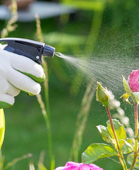 Close-up hands female spray gardening plant roses